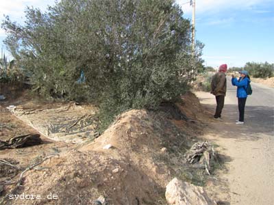 Nelia Sydoriak-Rauch  bei einem Gespräch mit einen Tunesier bei der Olivenernte